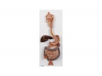 model jelita grubego - 1019554 [w33364] 3b scientific modele anatomiczne 7
